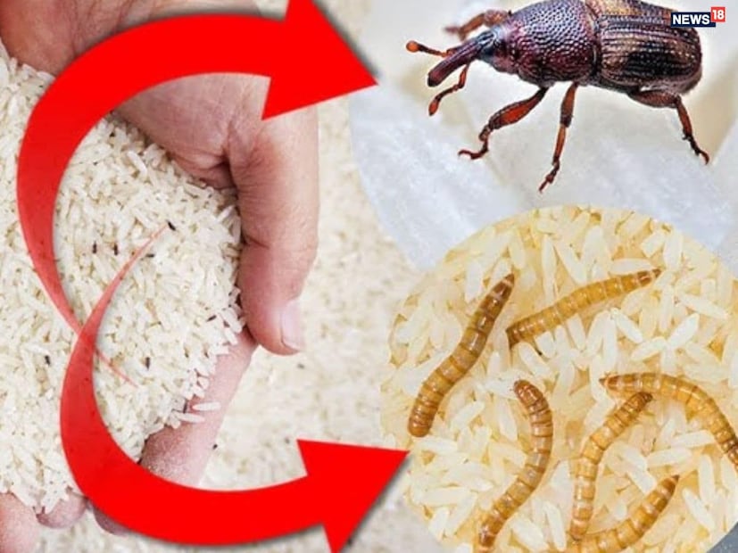 আর্দ্রতা বাড়লেই বাড়িতে রাখা চাল দ্রুত নষ্ট হয়ে যায়—ফলে দেখা দেয় বাজে গন্ধ, ছত্রাক বা পোকামাকড়ের উপদ্রব। বিশেষত উপকূলীয় বা ভিজে আবহাওয়ায় সমস্যা আরও বাড়ে। তবে বিশেষজ্ঞরা জানাচ্ছেন, মাত্র ২ টাকার একটি সাধারণ জিনিস ব্যবহার করলেই এই সমস্যা থেকে সহজেই মুক্তি মিলতে পারে। আর্দ্রতা বাড়লেই বাড়িতে রাখা চাল দ্রুত নষ্ট হয়ে যায়—ফলে দেখা দেয় বাজে গন্ধ, ছত্রাক বা পোকামাকড়ের উপদ্রব। বিশেষত উপকূলীয় বা ভিজে আবহাওয়ায় সমস্যা আরও বাড়ে। তবে বিশেষজ্ঞরা জানাচ্ছেন, মাত্র ২ টাকার একটি সাধারণ জিনিস ব্যবহার করলেই এই সমস্যা থেকে সহজেই মুক্তি মিলতে পারে।