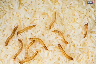 চাল নষ্ট হবে না! মাত্র ২ টাকার সহজ কৌশলে মিলবে ছত্রাক-মুক্ত সমাধান