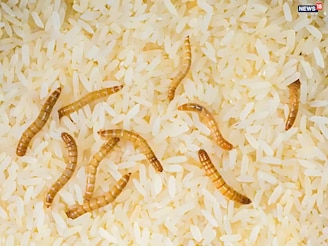 চাল নষ্ট হবে না! মাত্র ২ টাকার সহজ কৌশলে মিলবে ছত্রাক-মুক্ত সমাধান