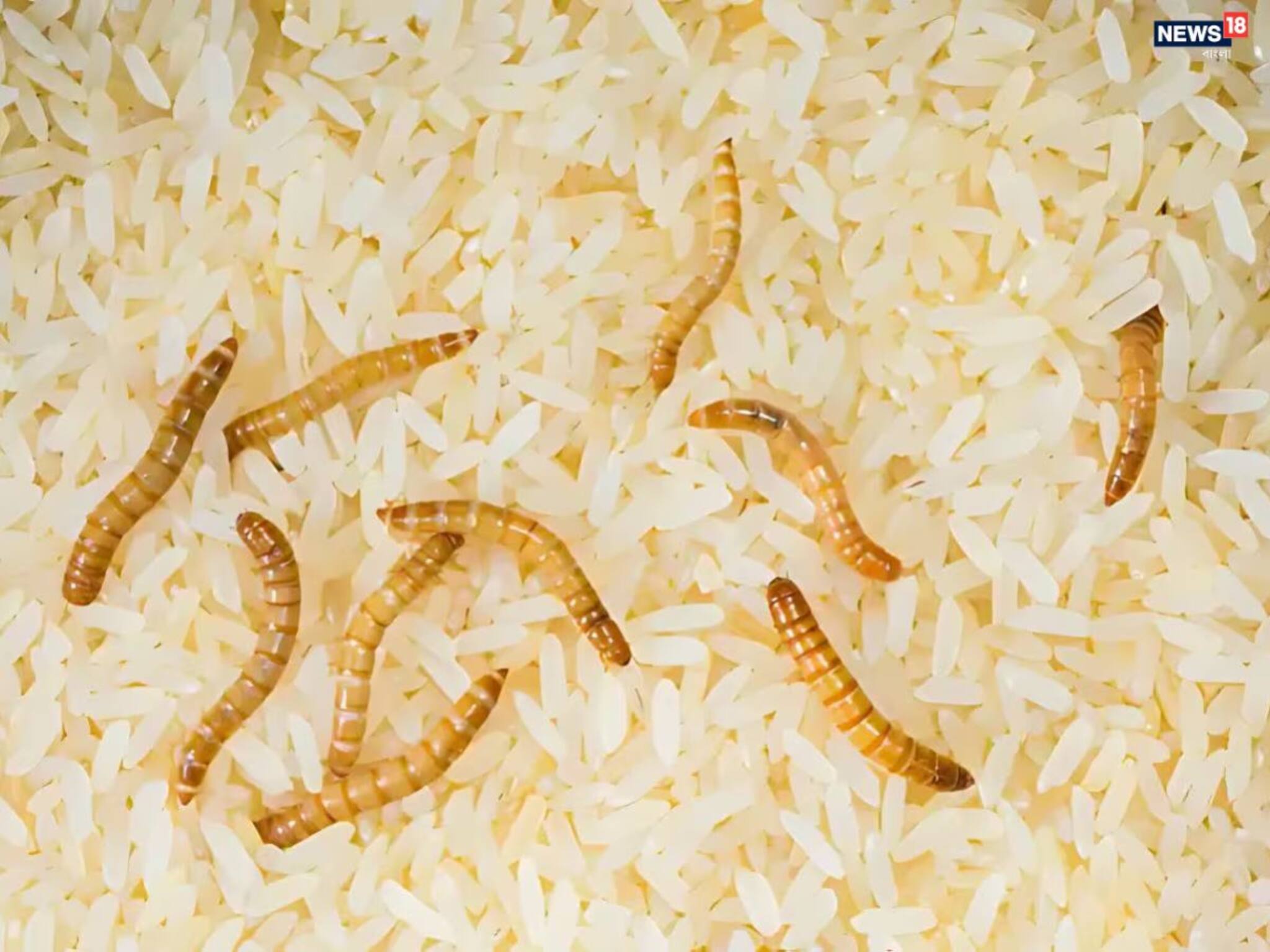 Rice Storage Tips: চাল নষ্ট হবে না! মাত্র ২ টাকার সহজ কৌশলে মিলবে ছত্রাক-মুক্ত সমাধান