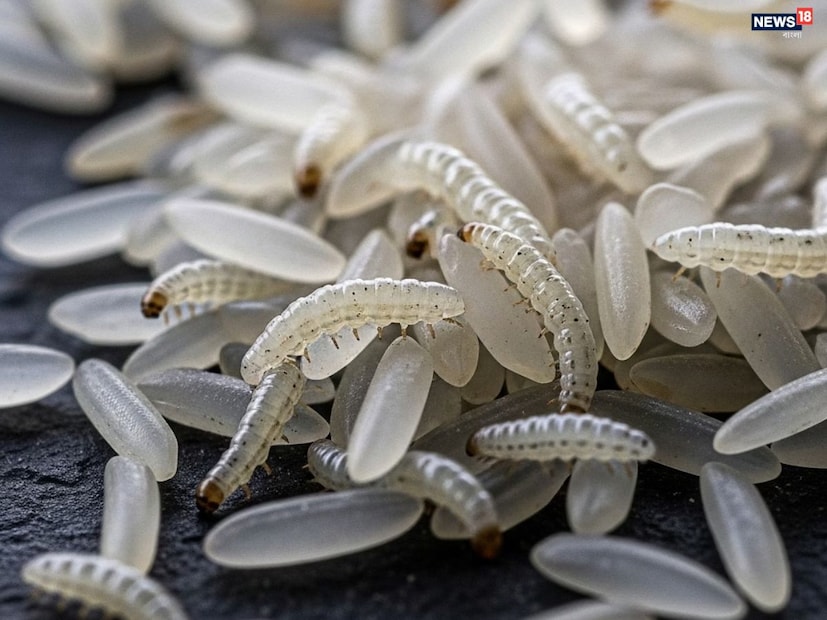 কেন নষ্ট হয় চাল?১. রান্নাঘরের আর্দ্র জলবায়ু

২. কনটেইনার পুরোপুরি শুকনো না থাকা

৩. বাতাস ঢোকে এমন পাত্রে চাল রাখা

৪. দীর্ঘদিন চাল নাড়াচাড়া না করা

এই সমস্ত কারণে চালের দানা আর্দ্রতা টেনে নেয় এবং ছত্রাক গজানোর ঝুঁকি বাড়ে।