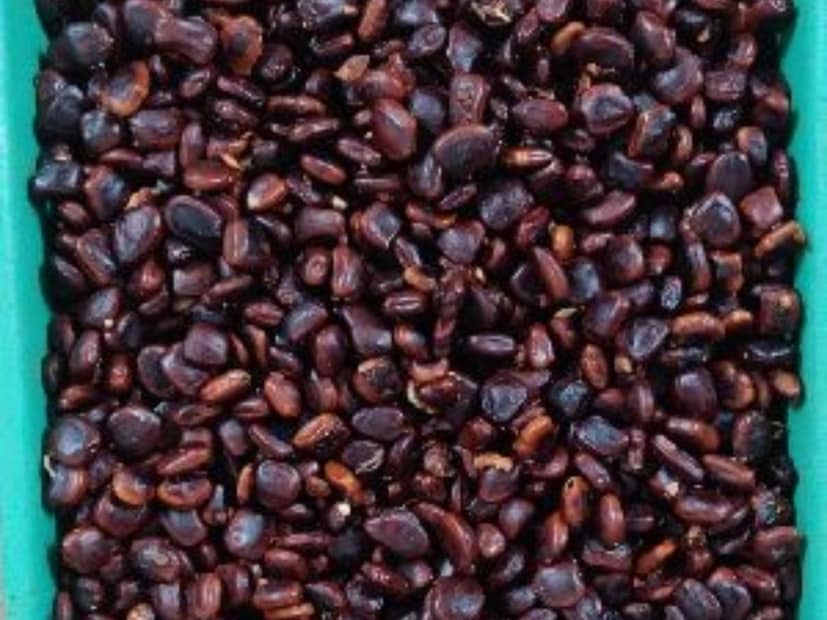 তেঁতুলের বীজের পাউডার হল একটা ন্যাচারাল পলিমার৷ এই পাউডারের সবচেয়ে বড় ব্যাপার হল এটা যেকোনও কিছুকে লস্যি-র মতো ঘন করে দিতে পারে। আর এটা পুরোপুরি প্রাকৃতিক, নিরাপদ এবং সস্তা বিকল্প।