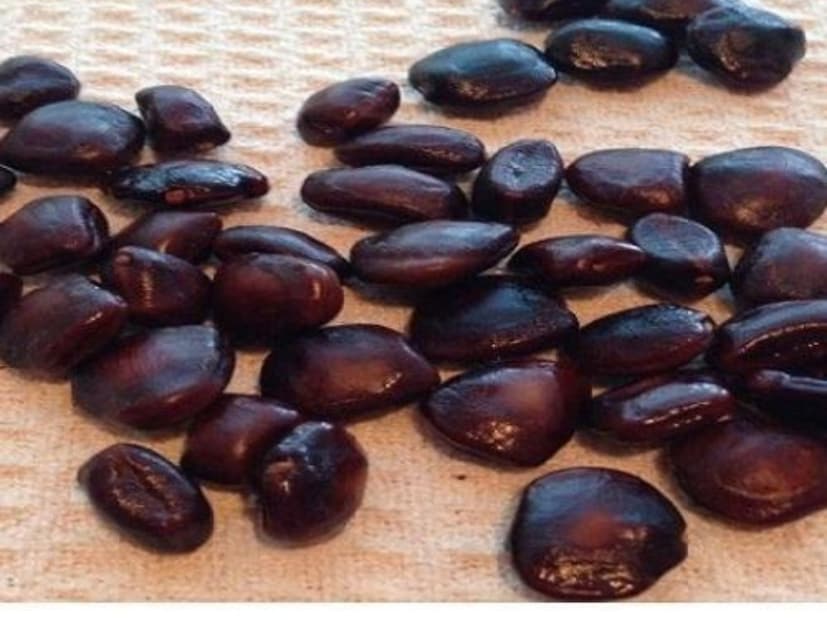 তেঁতুলের বীজ স্বাস্থ্যর জন্য খুবই উপকারী বলে ধরা হয়। এতে প্রোটিন, ফাইবার, পটাশিয়াম আর অ্যান্টিঅক্সিডেন্ট ভাল পরিমাণে থাকে, যা শরীরের রোগ প্রতিরোধ ক্ষমতা বাড়ায়। এগুলো ভেজে বা গুঁড়ো করে খেলে হজম ভাল হয় আর পেটের সমস্যায় আরাম পাওয়া যায়।