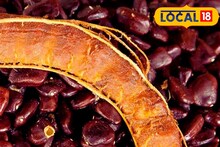 Tamarind Seed: আবর্জনা নয়, ‘প্রাকৃতিক সোনা’! তেঁতুলের বীজই হতে পারে লক্ষ লক্ষ টাকার আয়ের উৎস, কোথায় ব্যবহার করা হয়, জেনে নিন