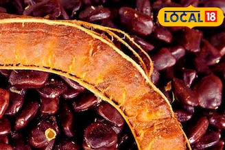 ‘প্রাকৃতিক সোনা’! তেঁতুলের বীজ থেকে আয় হতে পারে লক্ষ লক্ষ টাকা, কীভাবে জানুন