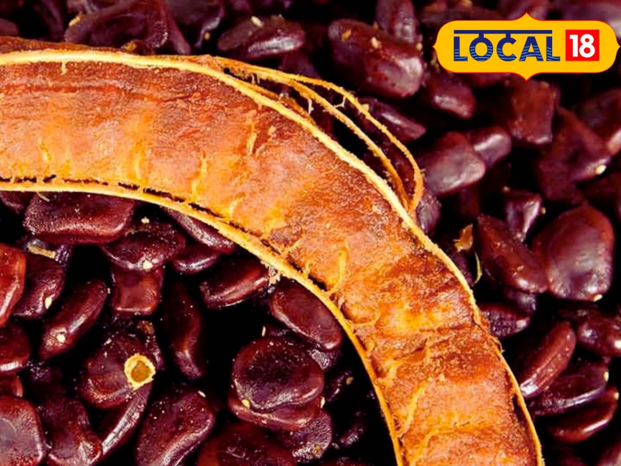 Tamarind Seed: আবর্জনা নয়, ‘প্রাকৃতিক সোনা’! তেঁতুলের বীজই হতে পারে লক্ষ লক্ষ টাকার আয়ের উৎস, কোথায় ব্যবহার করা হয়, জেনে নিন