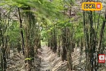 New Money Making Ideas: চাষবাস ছেড়ে এই চাষ করুন সফলতা আসবে বাড়ির দোরগোড়ায়!