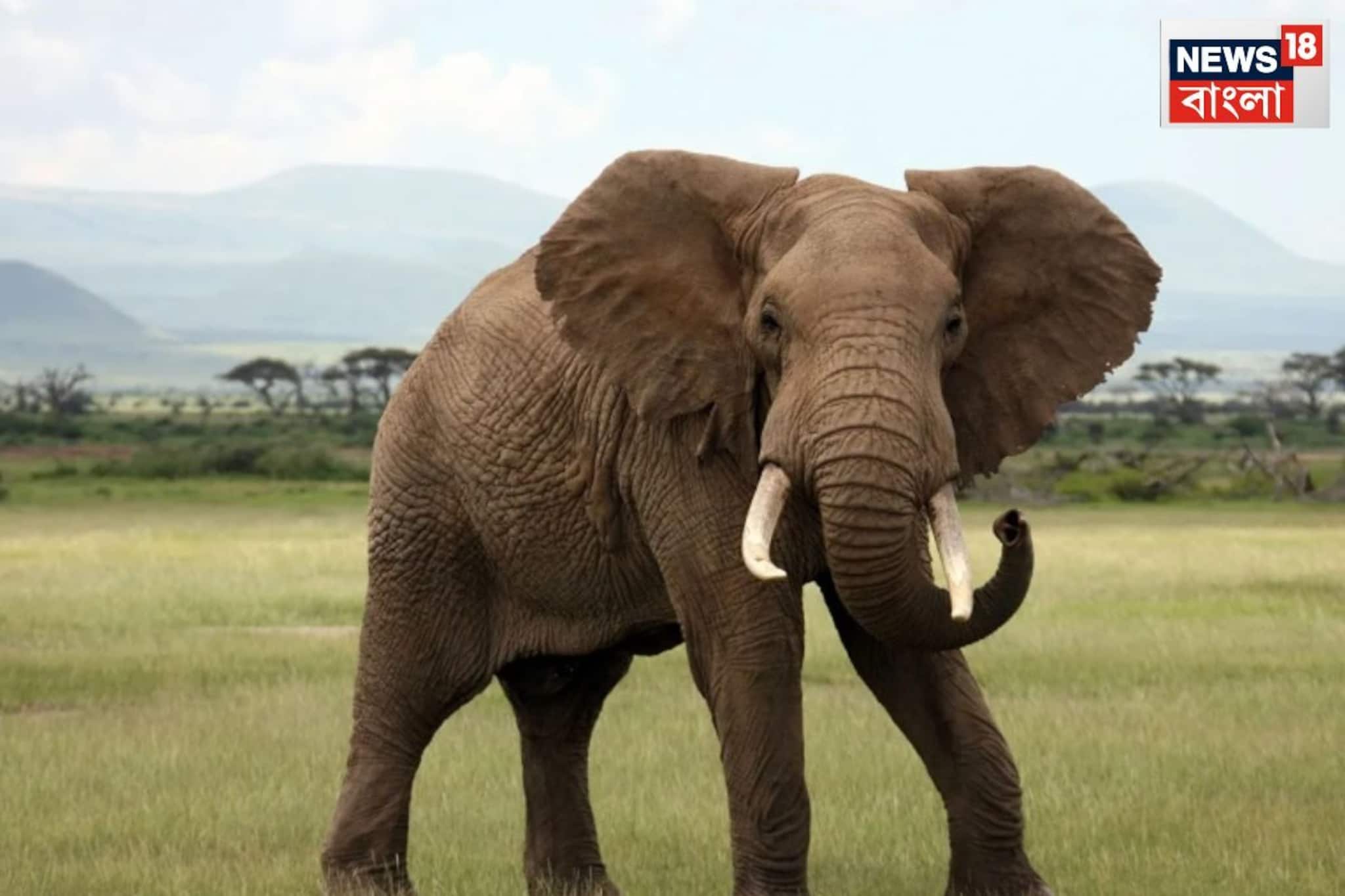 African Elephant death at Delhi Zoo: ভয়ঙ্কর ভাইরাল সংক্রমণে মৃত্যু দিল্লি চিড়িয়াখানার আফ্রিকান হাতির, নিশ্চিত ময়নাতদন্তে African Elephant death at Delhi Zoo: ভয়ঙ্কর ভাইরাল সংক্রমণে মৃত্যু দিল্লি চিড়িয়াখানার আফ্রিকান হাতির, নিশ্চিত ময়নাতদন্তে