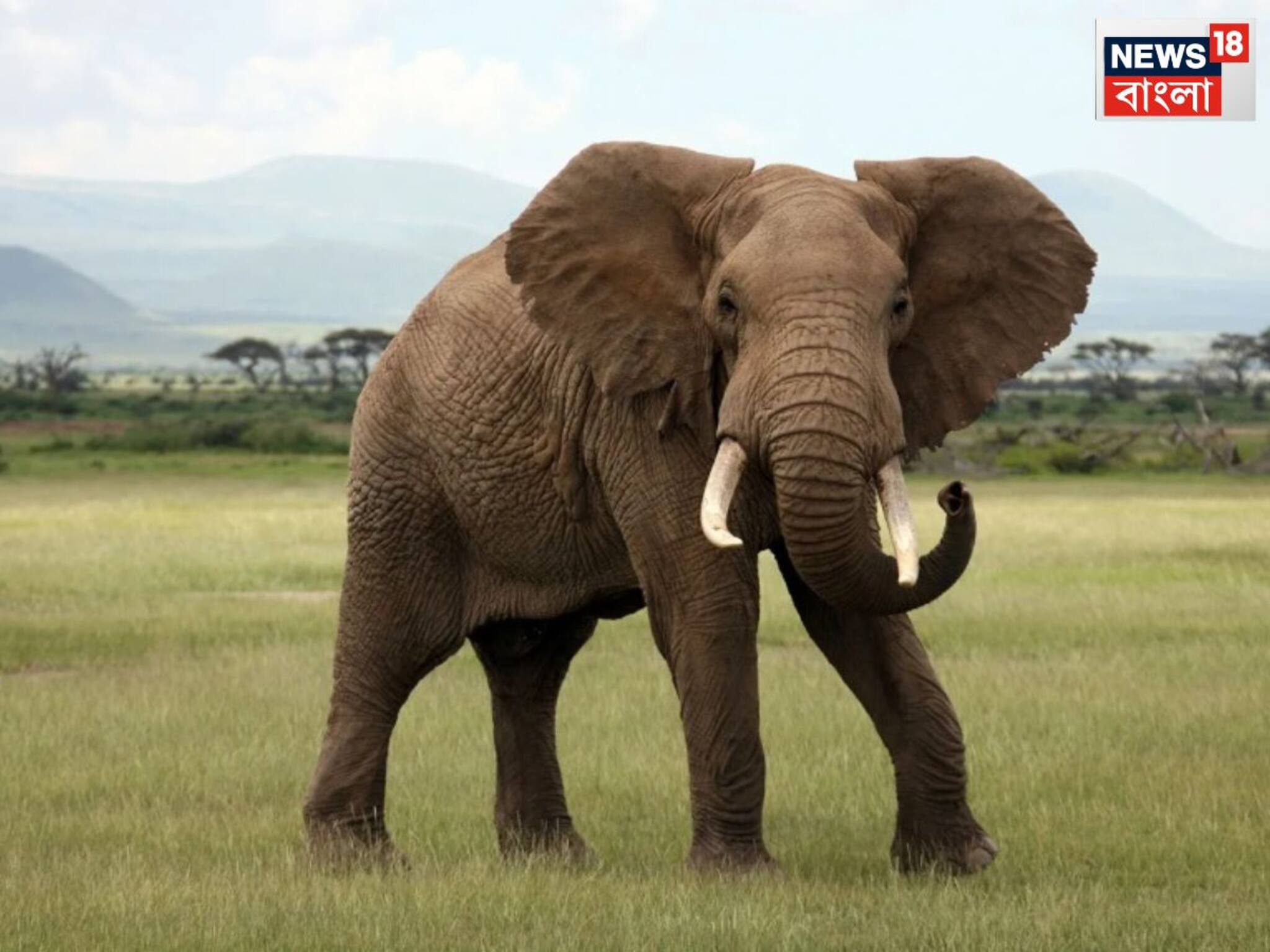 African Elephant death at Delhi Zoo: ভয়ঙ্কর ভাইরাল সংক্রমণে মৃত্যু দিল্লি চিড়িয়াখানার আফ্রিকান হাতির, নিশ্চিত ময়নাতদন্তে