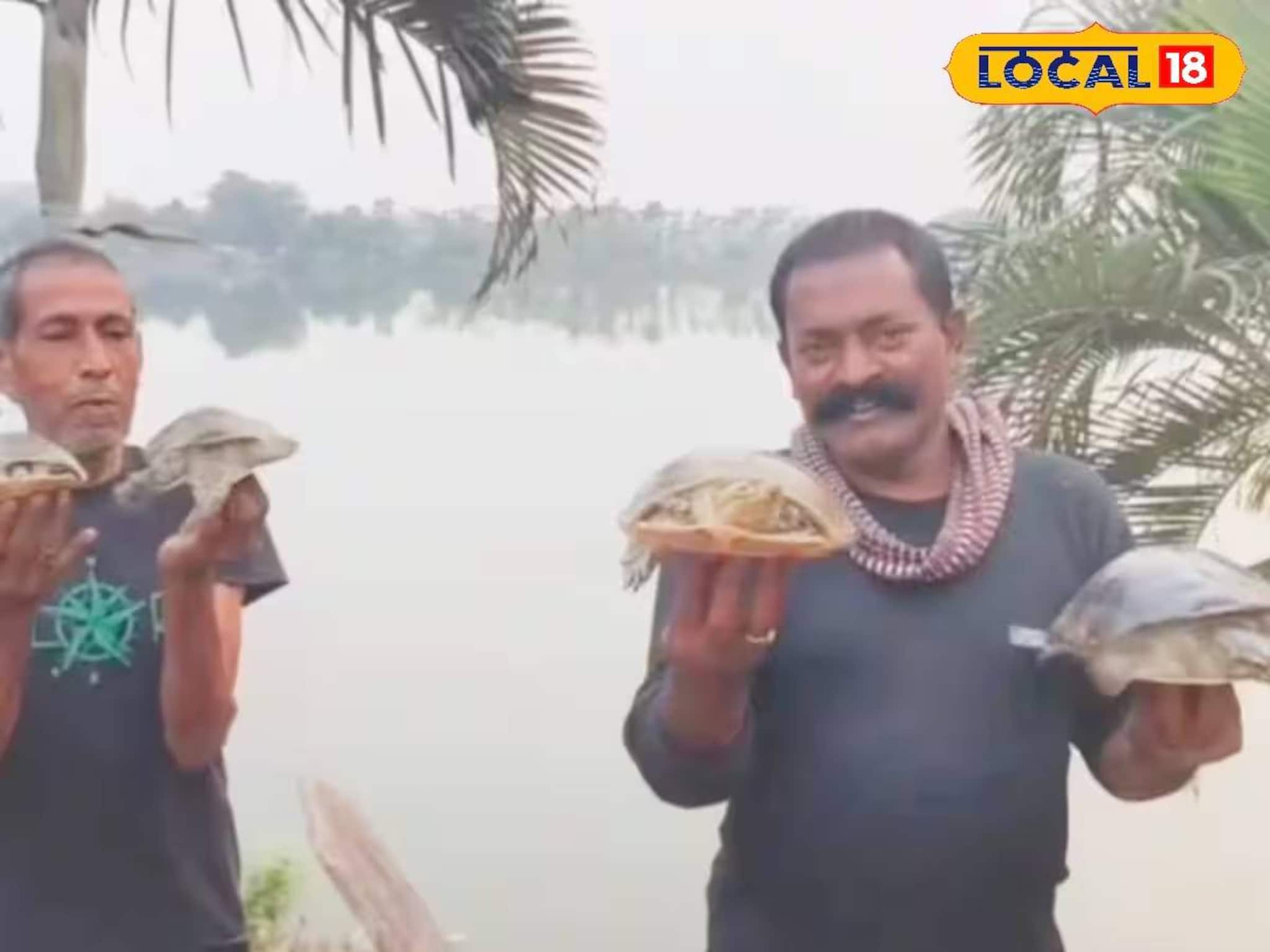 West Medinipur News: মাংস খেলে নয়, কচ্ছপ বাঁচিয়ে রাখলেই মানুষের লাভ! নানাভাবে সাহায্য করে প্রকৃতির 'নীরব যোদ্ধা', সব জানালেন বিশেষজ্ঞ