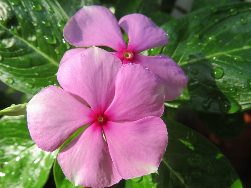 নয়নতারা ভারতীয় বাড়িতে একটি সাধারণ দৃশ্য, তবে এর আয়ুর্বেদিক এবং ঐতিহ্যবাহী সৌন্দর্য ব্যবহার খুব কমই আলোচনা করা হয়। এই উদ্ভিদে অ্যালকালয়েড এবং অ্যান্টিঅক্সিডেন্ট রয়েছে যা মাথার ত্বকে রক্ত ​​সঞ্চালন উন্নত করে এবং চুলের ফলিকলগুলিকে শক্তিশালী করে। এটি মাথার ত্বকের টিস্যু মেরামত করতে সাহায্য করে, চুল পড়া কমায় এবং সুপ্ত ফলিকল থেকে নতুন চুলের বৃদ্ধিতে সহায়তা করে। বলছেন আয়ুর্বেদিক বিশেষজ্ঞ দীক্ষা ভাভসর৷