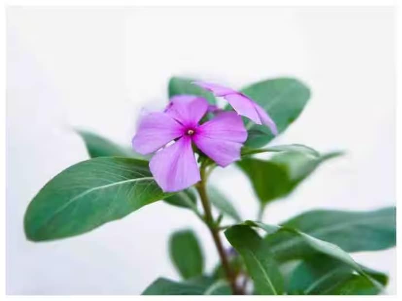 দ্রুত চুল বৃদ্ধির জন্য নয়নতারা ব্যবহারের উপায়-আপনার বাড়ির বাগান থেকে সরাসরি চুলের যত্নের রুটিনে সাদাবাহার (পেরিউইঙ্কল) ব্যবহারের কয়েকটি সহজ উপায় এখানে দেওয়া হল! আপনার লাগবে এক মুঠো তাজা নয়নতারা ফুল এবং পাতা, ১ কাপ নারকেল তেল বা ক্যাস্টর অয়েল, ১ চা চামচ মেথি বীজ৷ কীভাবে বানাবেন: ফুল এবং পাতা গুঁড়ো করে পেস্ট তৈরি করুন। একটি প্যানে নারকেল তেল গরম করুন এবং তাতে চূর্ণ করা নয়নতারা এবং মেথি বীজ যোগ করুন। তেল হালকা সবুজ না হওয়া পর্যন্ত কম আঁচে ১০-১৫ মিনিট ধরে সিদ্ধ হতে দিন। ঠান্ডা করে ছেঁকে নিন। কীভাবে ব্যবহার করে: এই উষ্ণ তেলটি আপনার মাথার ত্বকে এবং চুলের গোড়ায় ১০-১৫ মিনিট ধরে ম্যাসাজ করুন। সারারাত রেখে দিন এবং পরের দিন সকালে হালকা ভেষজ শ্যাম্পু দিয়ে ধুয়ে ফেলুন। সপ্তাহে দুবার ব্যবহার করলে ৩-৪ সপ্তাহের মধ্যে দেকার মতো ফলাফল পাবেন।