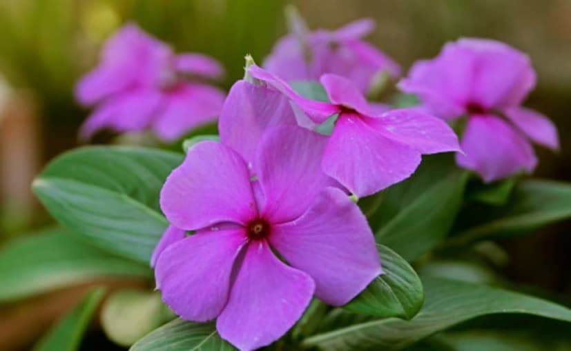 নয়নতারা ফুলের কয়েকটি পাপড়ি যোগ করে আপনি আপনার নিয়মিত চুলের তেলকে আরও উন্নত করতে পারেন। তেলে ভিজিয়ে রাখলে, এই পাপড়িগুলি ধীরে ধীরে তাদের প্রাকৃতিক যৌগগুলি নির্গত করে, চুলের ফলিকলগুলিকে শক্তিশালী করতে, মাথার ত্বকের রক্ত ​​সঞ্চালন উন্নত করতে এবং একটি স্বাস্থ্যকর চকচকে যোগ করতে সাহায্য করে। ইনফিউশন প্রক্রিয়াটি আপনার পছন্দের তেল, তা সে নারকেল, বাদাম বা সরিষা যাই হোক না কেন, ফুলের পুষ্টিকর বৈশিষ্ট্যগুলি শোষণ করতে দেয়, যা আপনার DIY মিশ্রণকে আরও সমৃদ্ধ এবং শক্তিশালী করে তোলে। সপ্তাহে একবার বা দুবার আপনার মাথার ত্বকে এই ফুল-মিশ্রিত তেলটি ম্যাসাজ করুন, এবং আপনি সময়ের সাথে সাথে নরম, শক্তিশালী সুতা লক্ষ্য করবেন, প্রকৃতির সহজ স্ব-যত্নকে একটি প্রশান্তিদায়ক আচারে পরিণত করার উপায়।