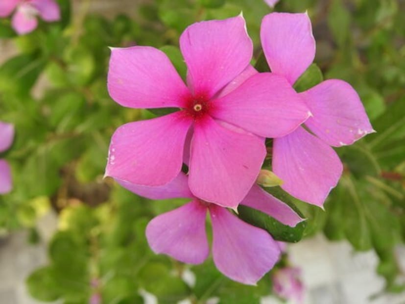 এক মুঠো তাজা নয়নতারা ফুল পিষে নিন এবং দুই টেবিল চামচ মধু এবং এক টেবিল চামচ অ্যালোভেরা জেল মিশিয়ে পুষ্টিকর চুলের মাস্ক তৈরি করুন যা ৩০ মিনিট ধরে প্রয়োগ করা যেতে পারে, তারপরে দ্রুত ধুয়ে ফেলা যেতে পারে। সাদাবাহার এবং হিবিস্কাস ফুলের গুঁড়ো কিছুটা উষ্ণ নারকেল তেলের সাথে মিশিয়ে নিন। এবার তিনটিই গরম করে কিছুক্ষণ মাথার ত্বকে রেখে দিন। 