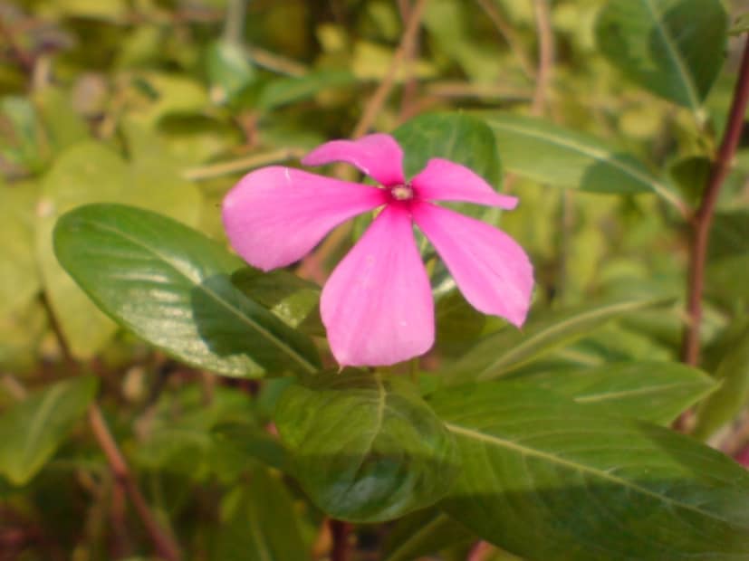 সর্বাধিক শক্তির জন্য সর্বদা তাজা নয়নতারা ফুল এবং পাতা ব্যবহার করুন। শক্তিশালী অপরিহার্য তেলে এটি মেশানো এড়িয়ে চলুন, এটি হালকা এবং প্রাকৃতিক রাখুন। খুব গরম তেল ব্যবহার না করার চেষ্টা করুন, কারণ এটি ফুলের নিরাময়ের বৈশিষ্ট্য হ্রাস করতে পারে। চুলের বৃদ্ধি বৃদ্ধির জন্য সদাবাহারকে অন্যান্য ভারতীয় ভেষজের সাথে যেমন আমলকী, ভৃঙ্গরাজ, অথবা ব্রাহ্মী মিশিয়ে ব্যবহার করুন।