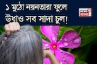 ১ মুঠো নয়নতারা! এভাবে মাখলেই বন্ধ চুল পাকা! উধাও সাদা চুল! সাফ খুশকি! গজাবে নতুন চুল!