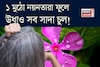 ১ মুঠো নয়নতারা! এভাবে মাখলেই বন্ধ চুল পাকা! উধাও সাদা চুল! সাফ খুশকি! গজাবে নতুন চুল!
