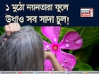 ১ মুঠো নয়নতারা! এভাবে মাখলেই বন্ধ চুল পাকা! উধাও সাদা চুল! সাফ খুশকি! গজাবে নতুন চুল!
