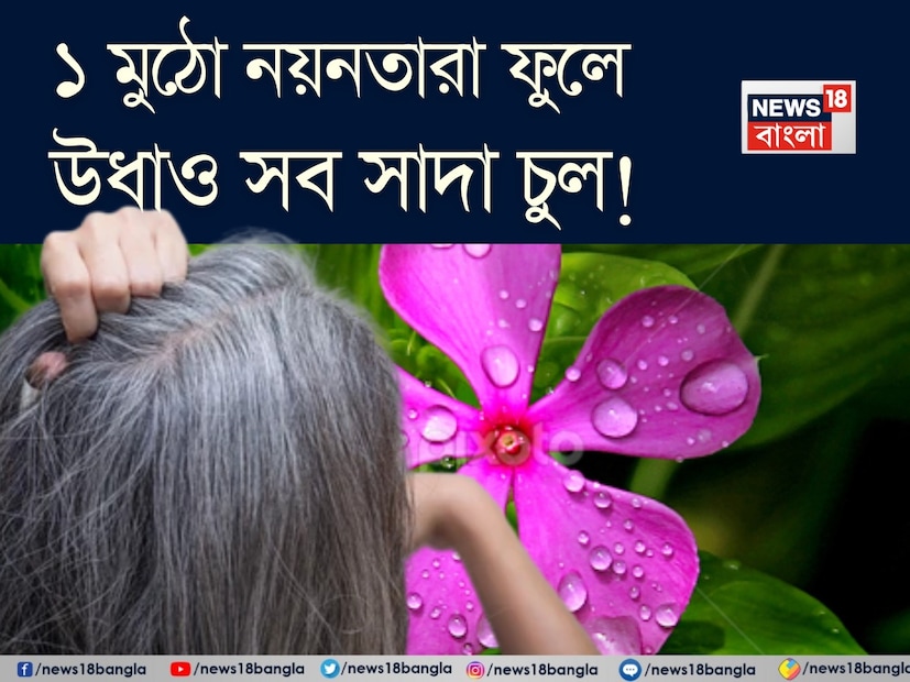 যদি আপনি কখনও কোনও ভারতীয় বাগানে হেঁটে থাকেন, তাহলে আপনি নিশ্চয়ই নয়নতারা বা সদাবাহার ফুল দেখেছেন, সেই ছোট্ট লাইল্যাক বা গোলাপি ফুল যা সারা বছর ধরে ফোটে। কিন্তু আপনি কি জানেন এই নম্র বাগানের সৌন্দর্য, যা পেরিউইঙ্কল নামেও পরিচিত, আপনার চুলের জন্য আশ্চর্যজনক কাজ করতে পারে? একটি সুন্দর ফুল হওয়ার পাশাপাশি, সাদাবাহার (উদ্ভিদ নাম ক্যাথারান্থাস রোজাস) শক্তিশালী প্রাকৃতিক যৌগগুলিতে পরিপূর্ণ যা চুলের বৃদ্ধিকে উদ্দীপিত করতে পারে, শিকড়কে শক্তিশালী করতে পারে এবং নিস্তেজ চুলের গোড়ায় চকচকে ভাব আনে৷ যদি আপনি কখনও কোনও ভারতীয় বাগানে হেঁটে থাকেন, তাহলে আপনি নিশ্চয়ই নয়নতারা বা সদাবাহার ফুল দেখেছেন, সেই ছোট্ট লাইল্যাক বা গোলাপি ফুল যা সারা বছর ধরে ফোটে। কিন্তু আপনি কি জানেন এই নম্র বাগানের সৌন্দর্য, যা পেরিউইঙ্কল নামেও পরিচিত, আপনার চুলের জন্য আশ্চর্যজনক কাজ করতে পারে? একটি সুন্দর ফুল হওয়ার পাশাপাশি, সাদাবাহার (উদ্ভিদ নাম ক্যাথারান্থাস রোজাস) শক্তিশালী প্রাকৃতিক যৌগগুলিতে পরিপূর্ণ যা চুলের বৃদ্ধিকে উদ্দীপিত করতে পারে, শিকড়কে শক্তিশালী করতে পারে এবং নিস্তেজ চুলের গোড়ায় চকচকে ভাব আনে৷