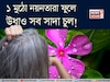 ১ মুঠো নয়নতারা! এভাবে মাখলেই বন্ধ চুল পাকা! উধাও সাদা চুল! সাফ খুশকি! গজাবে নতুন চুল!