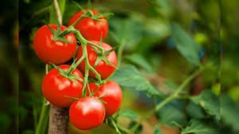 যদি আপনি পাথরের সমস্যায় ভুগছেন, তাহলে আপনার খাবারে টমেটো এবং পালং শাক খাবেন না। কারণ এই খাবার আপনাকে বড় সমস্যায় ফেলতে পারে। এর অতিরিক্ত ব্যবহার পাথরের উপর প্রভাব ফেলে এবং ধীরে ধীরে পাথরের আকার বাড়ায়। 