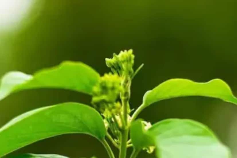 আলিগড় আয়ুর্বেদিক ডাক্তার রাজেশ কুমারের মতে, গুড়মার কেবল রক্তে শর্করা নিয়ন্ত্রণ করে না বরং সামগ্রিক স্বাস্থ্য বজায় রাখতেও সাহায্য করে। ডাঃ রাজেশ কুমার ব্যাখ্যা করেন যে গুড়মার, যা মধুনাশিনী নামেও পরিচিত, একটি অত্যন্ত উপকারী ঔষধি উদ্ভিদ। 