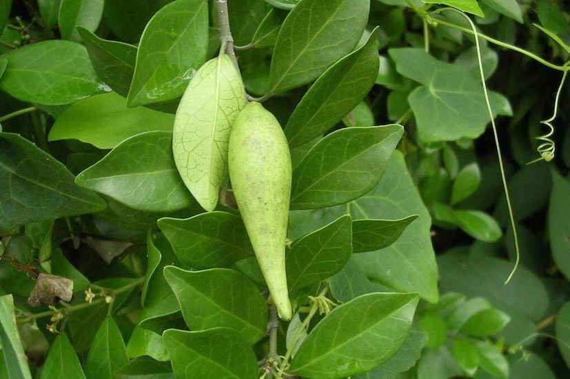 ডাঃ কুমারের মতে, এই উদ্ভিদটি কেবল ডায়াবেটিসের জন্যই নয়, স্থূলতা, লিভারের রোগ এবং ফুসফুসের রোগের জন্যও উপকারী। এটি লিভারের টনিক হিসেবেও কাজ করে, যা শরীরের কার্যকারিতা উন্নত করে। ডাঃ রাজেশ কুমার বলেন যে গুড়মারের মাত্রার কথা বলতে গেলে, এর গুঁড়ো সকাল এবং সন্ধ্যায় ১ থেকে ৩ গ্রাম পরিমাণে খাওয়া যেতে পারে। 