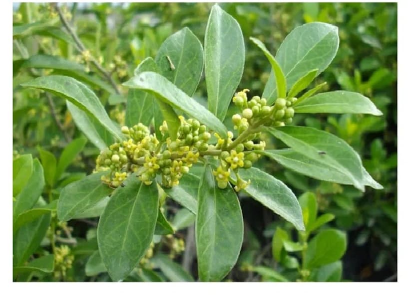 ডাঃ রাজেশ কুমার ব্যাখ্যা করেন যে এই উদ্ভিদটি ভারতের বেশিরভাগ অংশেই পাওয়া যায়, তবে এটি বিশেষ করে উত্তরপ্রদেশ, পশ্চিমবঙ্গ, ঝাড়খণ্ড, বিহার, কেরল এবং অন্যান্য অঞ্চলে প্রচলিত। আয়ুর্বেদে, গুড়মারকে একটি আশীর্বাদ হিসেবে বিবেচনা করা হয়, যা রোগকে মূল থেকে নির্মূল করতে সক্ষম।