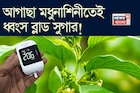 বুনো লতা মধুনাশিনীর কামাল! শরীরে গিয়ে আগাছার রস ধ্বংস করে চিনি! সাফ লিভার, ফুসফুসের নোংরা