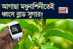 বুনো লতা মধুনাশিনীর কামাল! শরীরে গিয়ে আগাছার রস ধ্বংস করে চিনি! সাফ লিভার, ফুসফুসের নোংরা