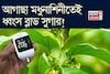 বুনো লতা মধুনাশিনীর কামাল! শরীরে গিয়ে আগাছার রস ধ্বংস করে চিনি! সাফ লিভার, ফুসফুসের নোংরা