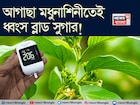 বুনো লতা মধুনাশিনীর কামাল! শরীরে গিয়ে আগাছার রস ধ্বংস করে চিনি! সাফ লিভার, ফুসফুসের নোংরা