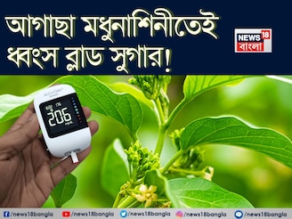 বুনো লতা মধুনাশিনীর কামাল! শরীরে গিয়ে আগাছার রস ধ্বংস করে চিনি! সাফ লিভার, ফুসফুসের নোংরা