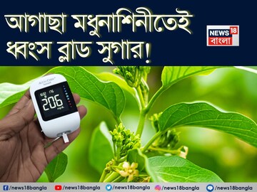 বুনো লতা মধুনাশিনীর কামাল! শরীরে গিয়ে আগাছার রস ধ্বংস করে চিনি! সাফ লিভার, ফুসফুসের নোংরা