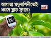 বুনো লতা মধুনাশিনীর কামাল! শরীরে গিয়ে আগাছার রস ধ্বংস করে চিনি! সাফ লিভার, ফুসফুসের নোংরা