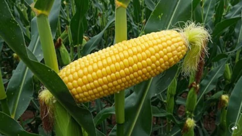 কম রান্না করা বা অতিরিক্ত পরিমাণে ভুট্টা খাওয়ার ফলে অন্ত্রের হজম প্রক্রিয়া ধীর হয়ে যেতে পারে এবং কোষ্ঠকাঠিন্যের মতো সমস্যা বাড়তে পারে। যদি আপনি পেটের সমস্যায় ভুগে থাকেন, তাহলে ভুট্টা এড়িয়ে চলুন। ওজন কমানোর চেষ্টা করছেন এমন লোকেদের ভুট্টা খাওয়া সীমিত করা উচিত। ভুট্টা স্টার্চ এবং কার্বোহাইড্রেটে সমৃদ্ধ। এটি বেশি পরিমাণে খাওয়ার ফলে ওজন বৃদ্ধি পেতে পারে।