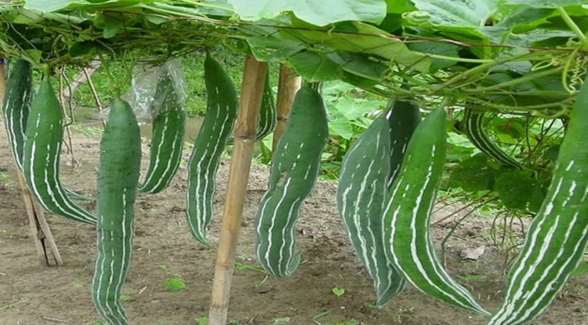 কার্তিক সংক্রান্তিতে ভুলেও খাবেন না চিচিঙ্গে৷ মনে করা হয় এই সময় চিচিঙ্গের মতো সবজি গ্রহণ করলে শরীরে পিত্তদোষ দেখা দেয়৷ এছাড়াও এই তিথিতে বেগুন খাওয়াও সম্পূর্ণ নিষিদ্ধ৷ এই দুটিকে তামসিক খাবার হিসেবে গণ্য করা হয় এই দিনে৷