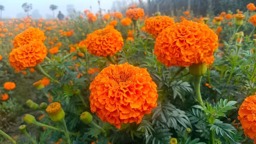 গাঁদাফুলও দিতে পারেন কার্তিক ঠাকুরের পুজোয়৷ এছাড়াও দিতে পারেন নীল অপরাজিতা ফুল৷