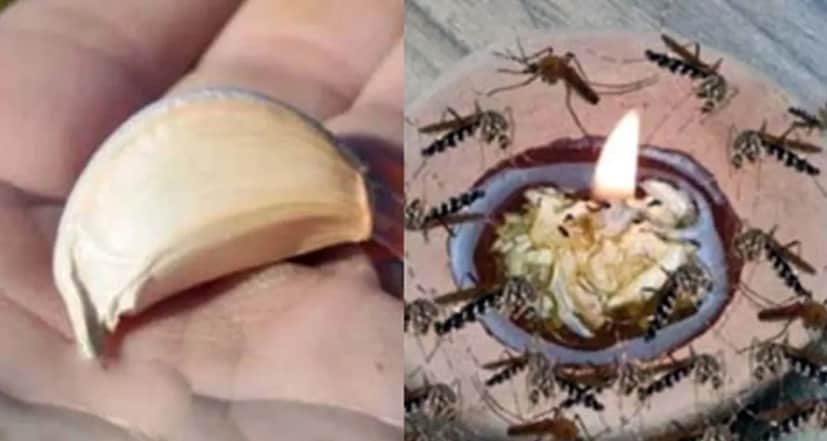 তাই জৈবিক প্রক্রিয়াতে এক বছর টানা মশামুক্ত ঘর রাখার জন্য এই পদ্ধতি অবলম্বন করুন।প্রথমে আপনাকে একটি মাটির প্রদীপ নিয়ে নিতে হবে এবং তার মধ্যে দিতে হবে এক চামচ রসুন বাটা।