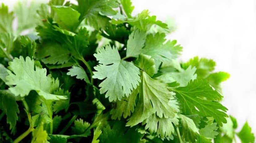 এটি রক্ত পাতলা করার ওষুধ এবং প্রশান্তিদায়ক ওষুধের সঙ্গেও ক্রিয়া করতে পারে, যার ফলে আরও বেশি ঘুম আসে এবং শ্বাস-প্রশ্বাসের গতি কমে যায়। ধনেপাতা থেকে অ্যালার্জি হলে এটা এড়িয়ে চলুন৷ অ্যালার্জির লক্ষণগুলির মধ্যে মুখ বা ঠোঁট ফুলে যাওয়া, বমি বমি ভাব, শ্বাসকষ্ট, আমবাত বা হাঁপানি অন্তর্ভুক্ত থাকতে পারে। 