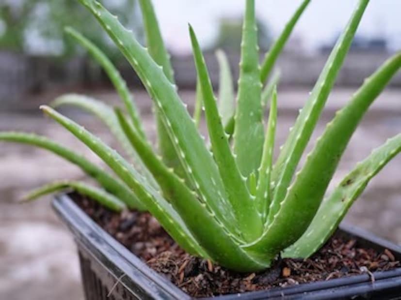 দেওঘরের আয়ুর্বেদিক চিকিৎসক ডাঃ আনমোল ব্যাখ্যা করেন যে ফাটা গোড়ালি খুবই যন্ত্রণাদায়ক হতে পারে। সবচেয়ে কার্যকর প্রতিকার হল অ্যালোভেরা ঘরে এনে একটি পাত্রে এর রস বের করে নেওয়া। তারপর, সামান্য নারকেল তেলের সঙ্গে মিশিয়ে আপনার গোড়ালিতে লাগান। শুকিয়ে গেলে, মোজা পরুন এবং রাতে ঘুমোন। এর প্রভাব ১০ থেকে ১৫ দিনের মধ্যে দৃশ্যমান হবে।