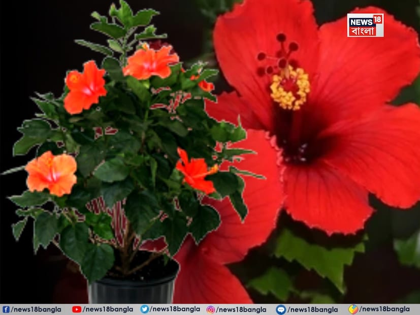 শীতের শুরুতে বাগানের জবা গাছগুলি কেমন ফ্যাকাশে হয়ে যায়। গ্রীষ্ম এবং শরৎকালে প্রচুর পরিমাণে ফুল ফোটানোর পর শীত পড়তেই যেন গাছটি হঠাৎ ফুল ফোটা বন্ধ করে দেয়। কুঁড়িও আসতে চায় না।