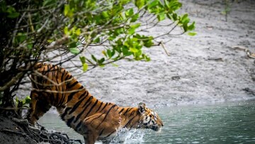 সন্ধ্যায় অন্ধকারে গ্রাম, সেই সুযোগ! শিকারের সন্ধানে ওঁত পেতে থাকা বাঘ ঝাঁপিয়ে পড়ে মানুষের