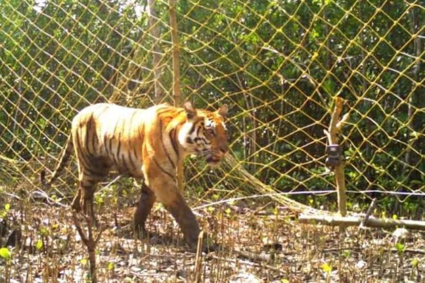 বাসিন্দাদের বক্তব্য, সূর্য ডোবার পর জঙ্গল ঘন অন্ধকারে ঢেকে যায়। গ্রামও ডুবে থাকে নিকষ আঁধারে। সেই অন্ধকারের সুযোগই নেয় বাঘ।
