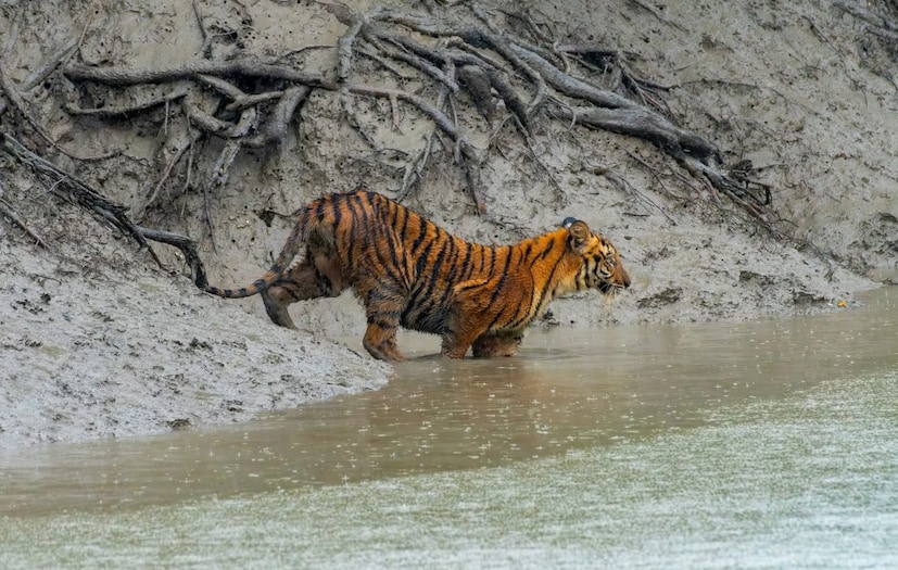 অবস্থা শোচনীয় হলেও সমাধান অধরা। এমনকী প্রশাসনও পড়ে রয়েছে আঁধারে। পঞ্চায়েতের প্রধান বলেন, 'আলো বসানোর পর বিদ্যুতের বিল মেটানো খুবই ব্যয়সাধ্য। পঞ্চায়েতের পক্ষে তা সম্ভব নয়। আমরা বিকল্প হিসেবে সৌরবিদ্যুতের কথা ভাবছি।