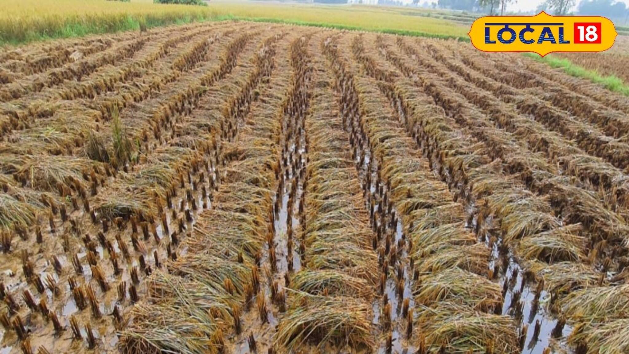 আমন ধান কাটার পর ফাঁকা জমিতে কম খরচ, কম সময়ের কিছু চাষ করলে লাভের পাশাপাশি জমি হবে উর্বর!