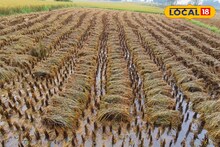 Agriculture News: আমন ধান কাটার পর ফাঁকা জমিতে কম খরচ, কম সময়ের কিছু চাষ করলে লাভের পাশাপাশি জমি হবে উর্বর! তালিকা দিল কৃষি দফতর