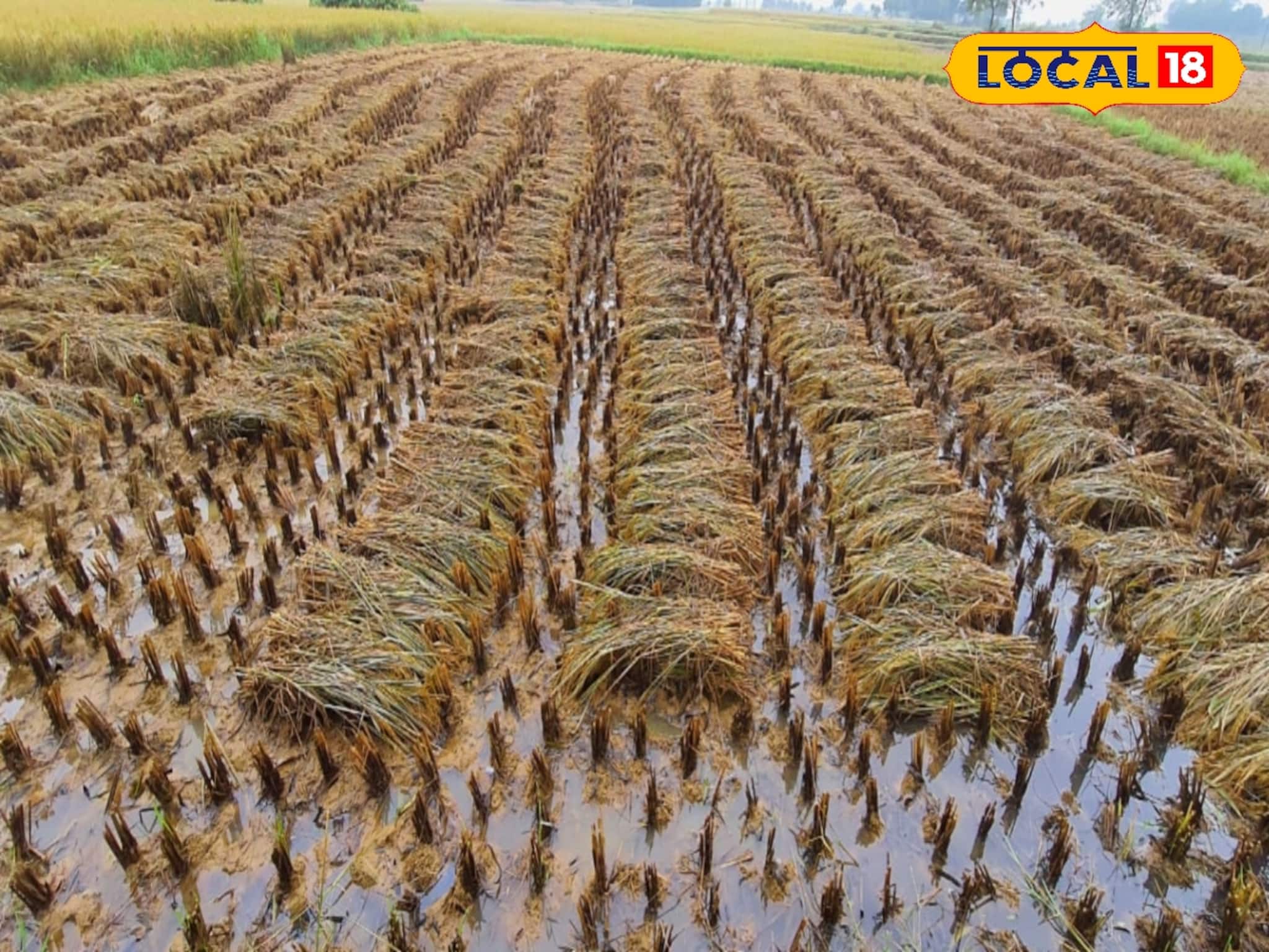 Agriculture News: আমন ধান কাটার পর ফাঁকা জমিতে কম খরচ, কম সময়ের কিছু চাষ করলে লাভের পাশাপাশি জমি হবে উর্বর! তালিকা দিল কৃষি দফতর