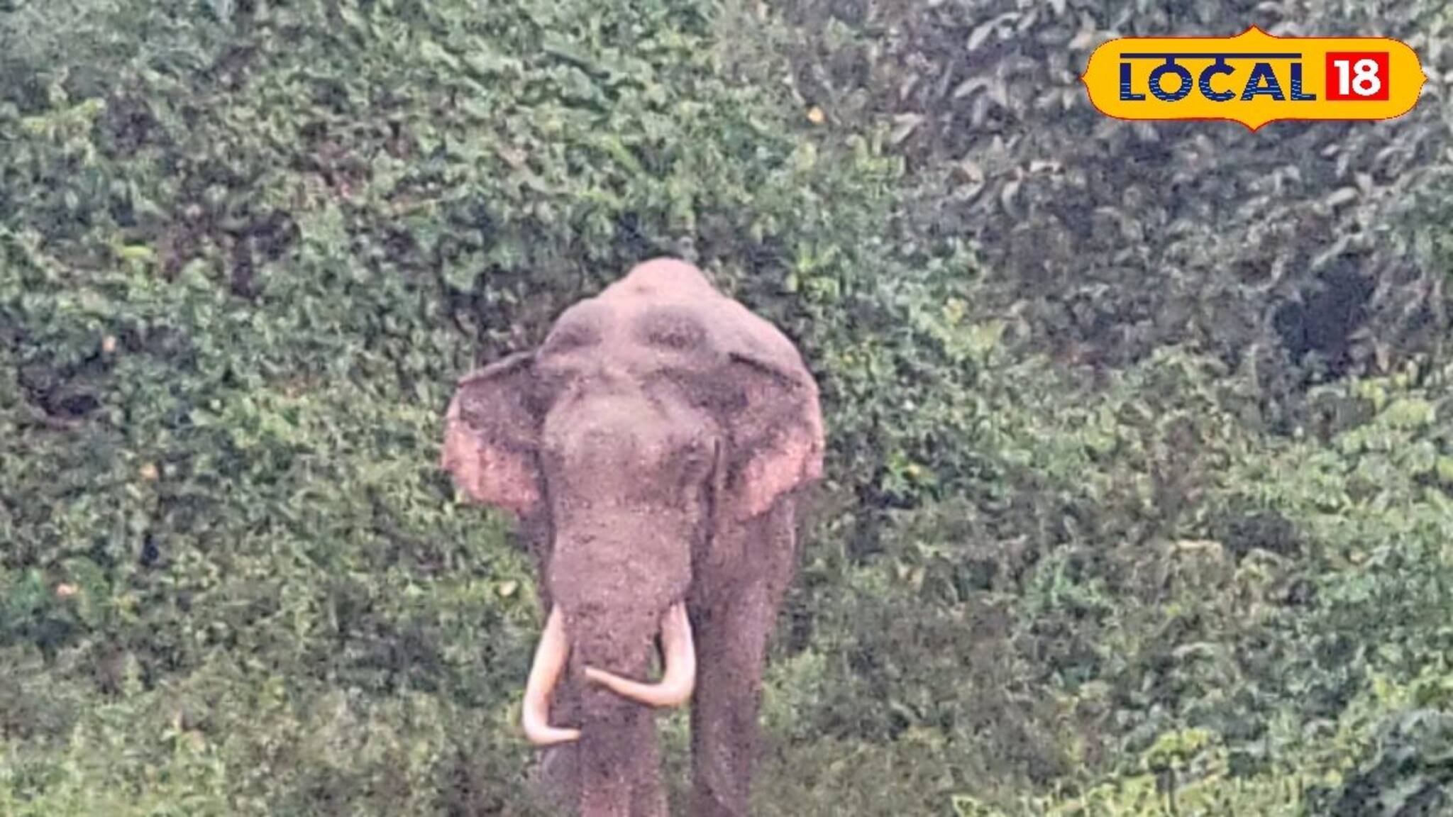 বিকেলবেলা যেন শো টাইম, জাতীয় সড়কে হাজির হচ্ছে ২০ বছরের দাঁতাল ‘বিগ বস’