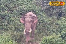 বিকেলবেলা যেন শো টাইম, জাতীয় সড়কে হাজির হচ্ছে ২০ বছরের দাঁতাল ‘বিগ বস’